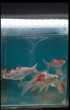 Ikan koi 4 ekor yang 1 size kecil dan ikan komet 4 ekor