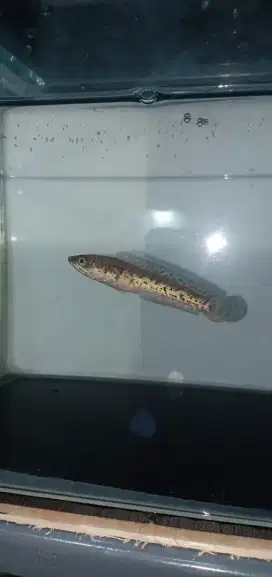 Channa auranti maculata
