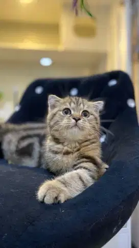 Scottish mix BSH Female Tabby Colour / Marble