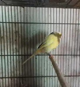 Kenari yorkshire jantan