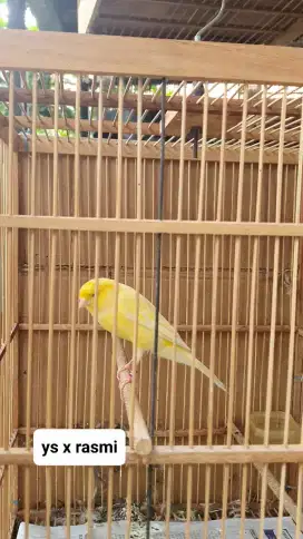 Kenari yorkshire jantan gacor