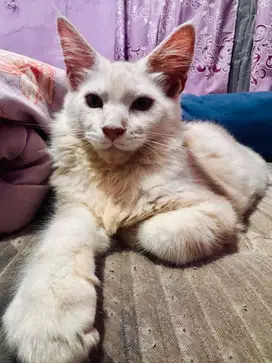 Kitten Mainecoon PURE Maine Coon Parent PED PEDIGREE SERTIFIKAT CFA