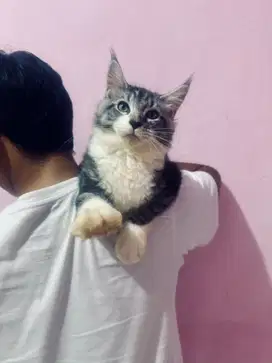 Kitten Mainecoon PURE Maine Coon Parent PED PEDIGREE SERTIFIKAT CFA