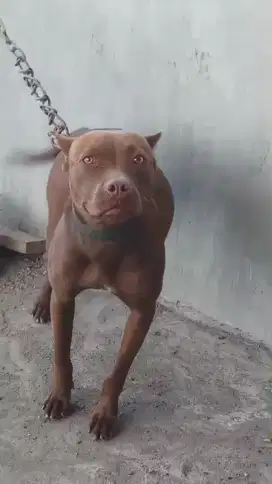 dijual anjing pitbul betina