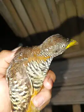 Burung puyuh kebon/Liar