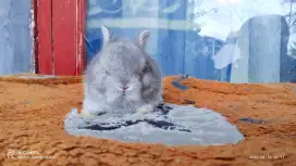 Kelinci giaa jenis mini Netherland dwarf
