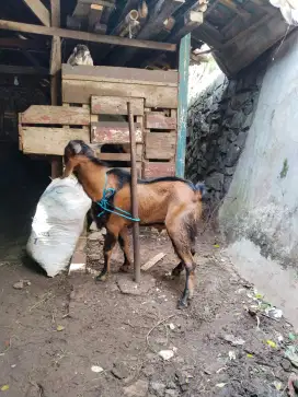 Kambing & domba