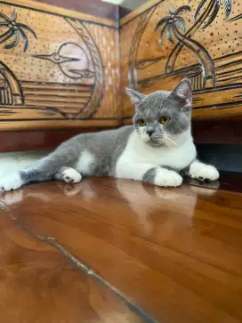 British Shorthair Bicolour Blue Ped