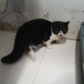Peaknose betina 7bln