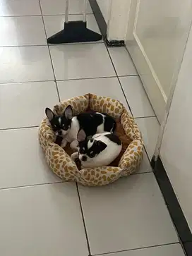 Anjing Chihuahua Jantan 3 Bulan