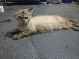 Jual kucing himalaya