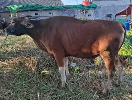 Sapi Bali Bobot  450-500