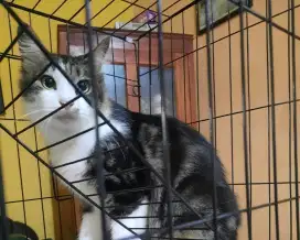 Kandang kucing 5 tingkat + roda murah