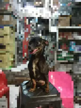 Adopsi Seekor Anjing Lucu