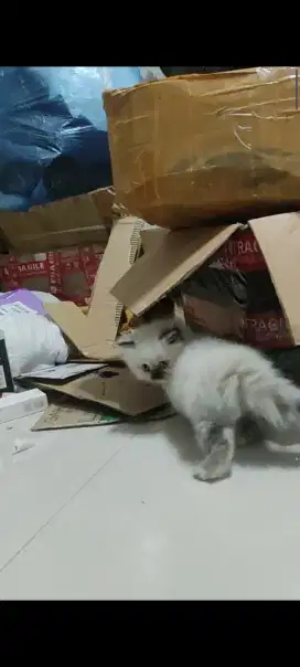 Kucing persia indukan proven anakan bagus2