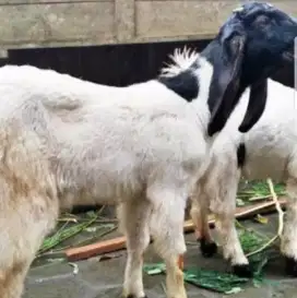 Kambing qurban etawa terbaik