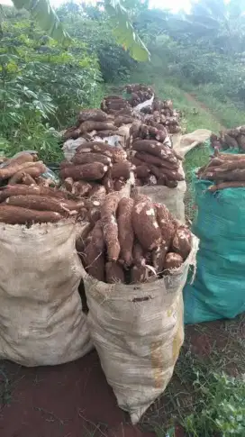 Jual SINGKONG MURAH