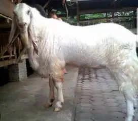 Peternakan kambing qurban