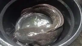 Jual ikan lele dumbo besar 7 kilo an