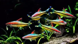 Ikan hias puntiusdenisoni