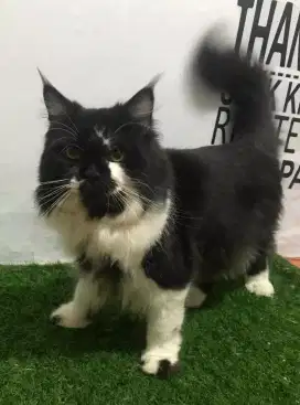 Kucing mainecoon munchkin cebol jantan