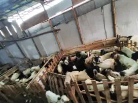 JUAL DOMBA & KAMBING KURBAN – BEKASI & SEKITARNYA
SIAP KIRIM