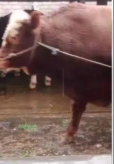 sapi limosin 825kiloanUP timbang real free domba qurban 20 kilo manteb
