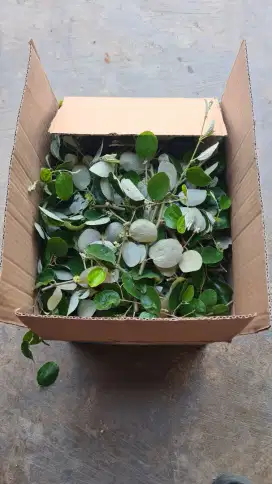 Daun bidara banyak manfaat