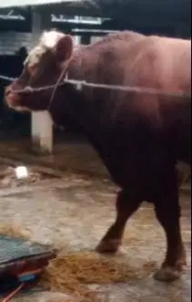sapi limosin qurban 825kiloanUP timbang hidup free 1 domba kurban puas