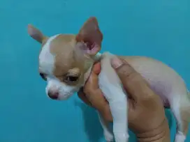 Chihuahua Puppies DOB 2 Maret 2025