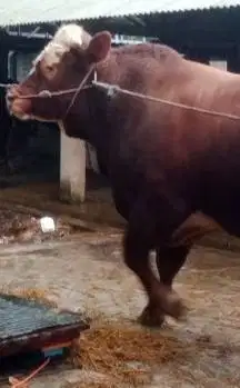 sapi qurban limosin 825kiloanUP timbang real free 1 kambing kurban top