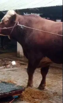 sapi qurban limosin 825kiloanUP timbang real free 1 kambing kurban top