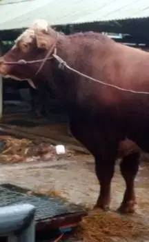 sapi qurban limosin 825kiloan timbang hidup bonus 1 domba kurban puas