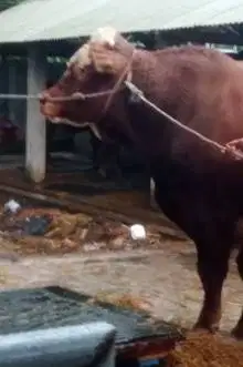 sapi limosin 825kiloanUP timbang hidup bonus 1 kambing kurban 20 kilo