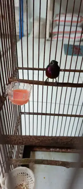 Kolibri ninja gacor, isian banyak