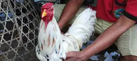 Ayam bk putih bangkok