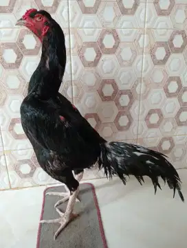 Ayam Bangkok muda ukur 5,5 full tulangan joss