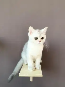 Kucing BSH KITTEN