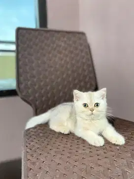 KUCING BSH KITTEN