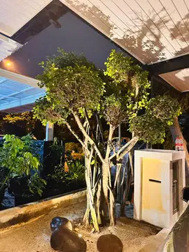 Bonsai fosil estetik