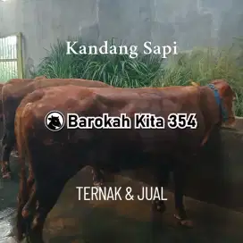 Jual Sapi Kurban Murah di Warujaya Bogor Free Ongkir