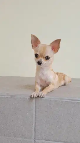 Jual Anjing Chihuahua