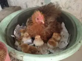 Chocin Silkie Ayam Hias 10 ekor borongan murah
