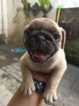 Anakan pug betina