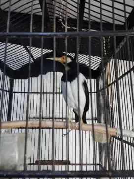 Burung Jalak Suren