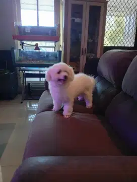 Jual Bichon Frise lucu istimewa dan ada surat nya