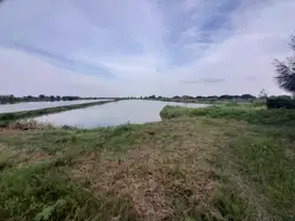 Murah Dijual Tanah 0 Jalan Raya Bungah, Gresik dkt Pelabuhan JIIPE