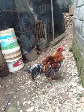 Ayam Walik Cilandak