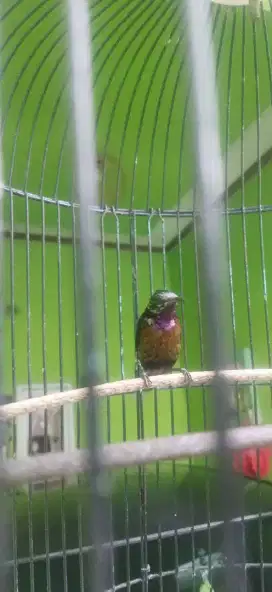 Burung kolibri ninja+ nektar gledek/ konin trotol dacok ( dada coklat)