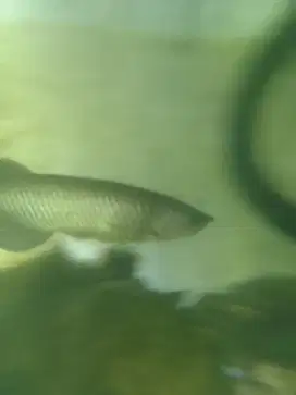 Ikan Arwana Golden